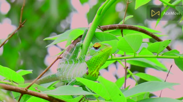 Iguana and The Chameleon! animals video