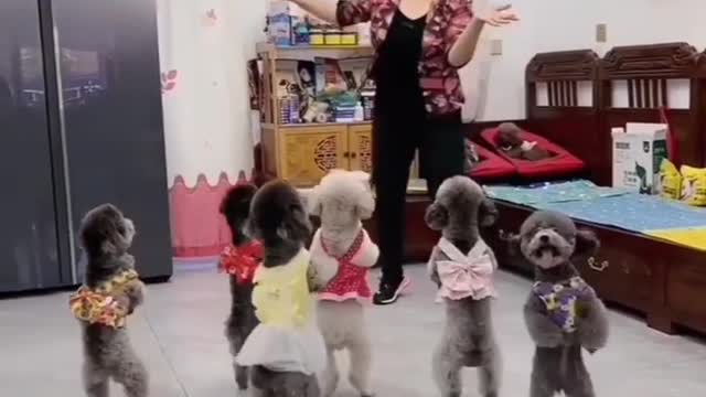 Dancing Teacher for Puppies.