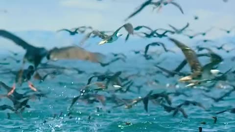 very awesome movie.birds attacked the Fish