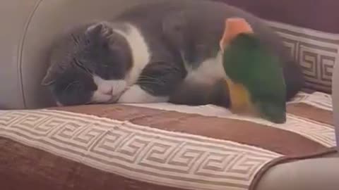 #cat #parrot
