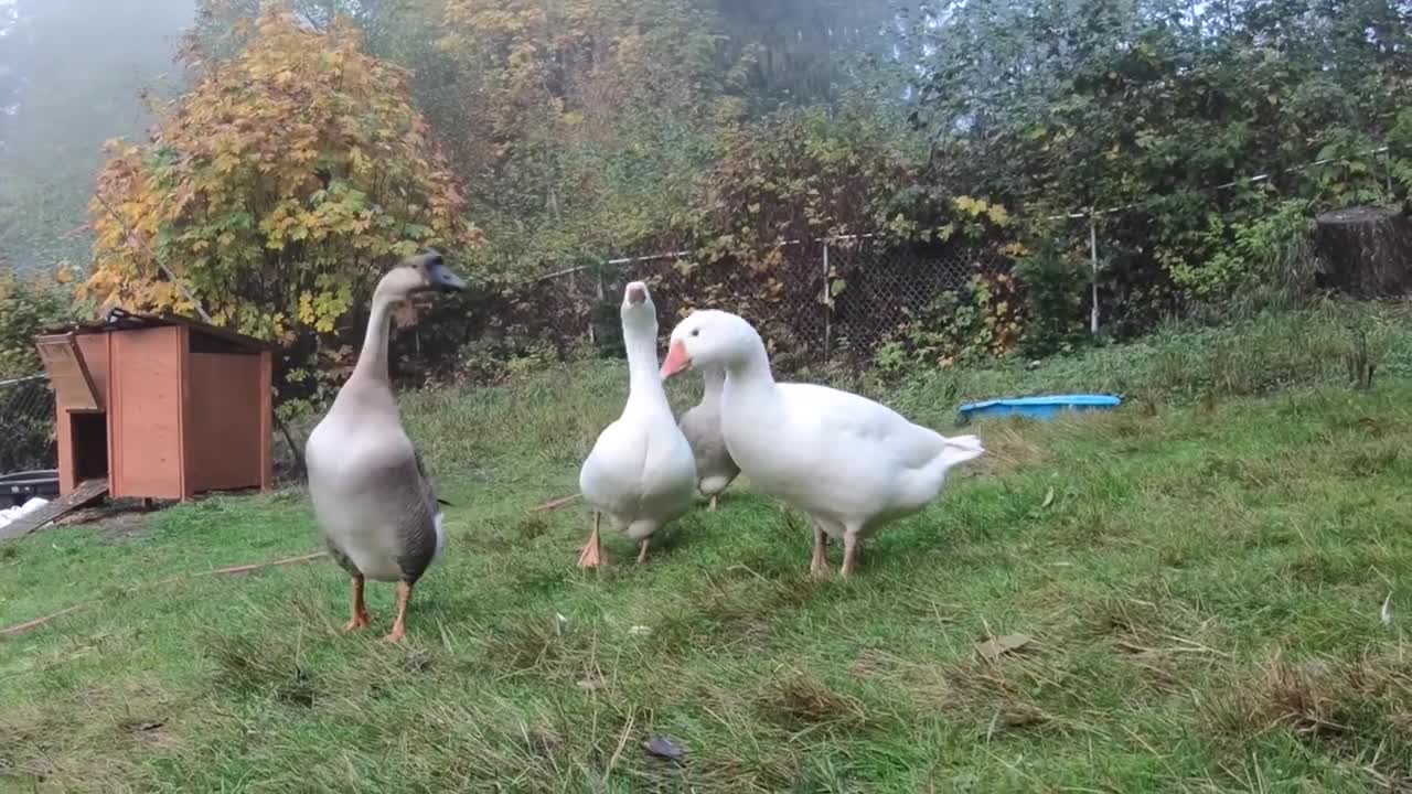 Pet Goose Hugs his Owner but Attacks Everyone Else