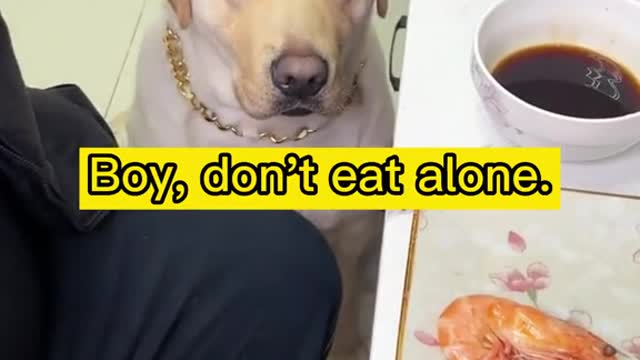 Dogs are really particular about eating shrimp, and they can't be less than shelling and dipping.