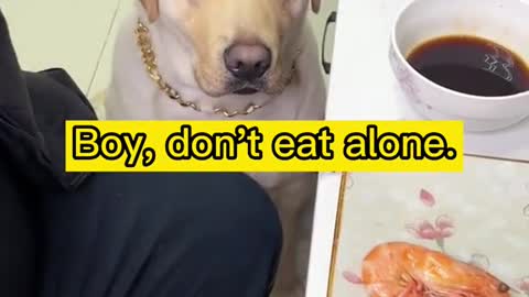 Dogs are really particular about eating shrimp, and they can't be less than shelling and dipping.