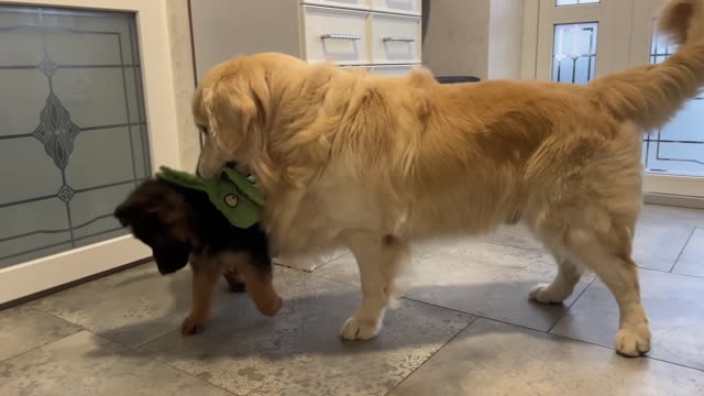 Golden Retriever doesn't want to share his toys with German Shepherd Puppy