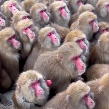 15 अगस्त का माहौल 🤣 #shorts #factoming