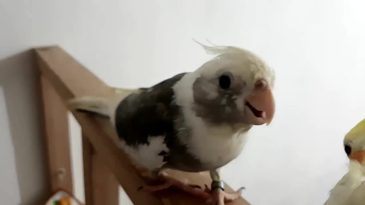 Budgies and Cockatiel Birds Playing and Feeding