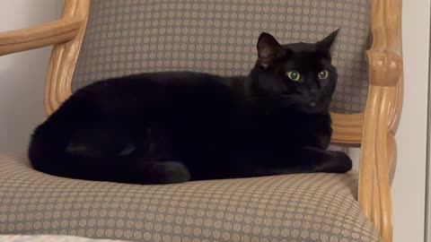 Adopting a Cat from a Shelter Vlog - Cute Precious Piper Pretends to Be a Queen on Her Throne