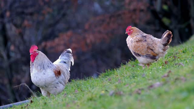 Chickens graze from the land of God