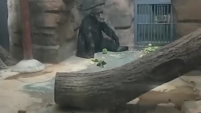 The chimpanzee