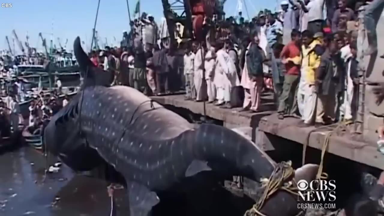 Biggest Creatures Ever Caught