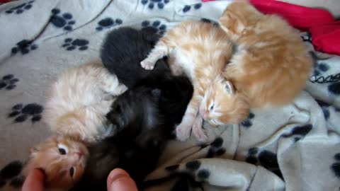 Cute Baby Kittens 1 weeks