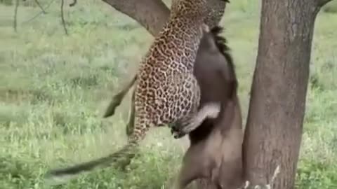 Cheetah carry dear to the tree