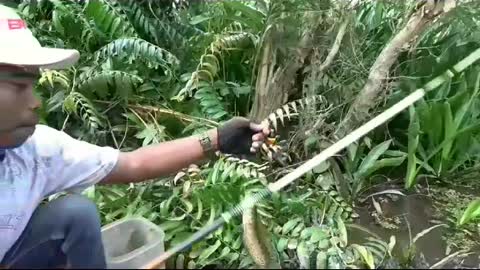 This is a beautiful and charming water-dwelling species