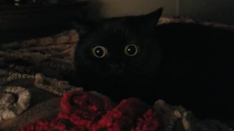 Wide Eyed Kitty is Mesmerized