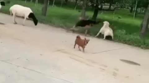 Some funny dogs