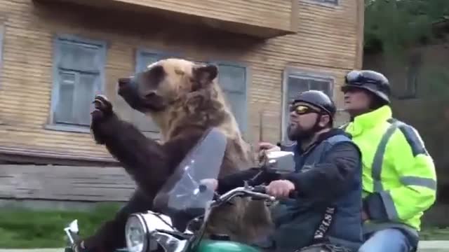 Bear on motorcycle