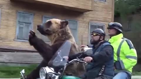 Bear on motorcycle