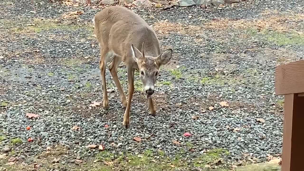 NW NC at The Treehouse 🌳 a one antlered young buck stops for a snack / Books movies Collectibles👇