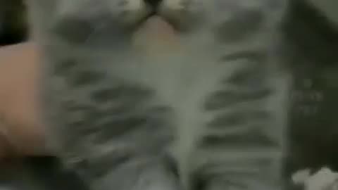 Funny cats