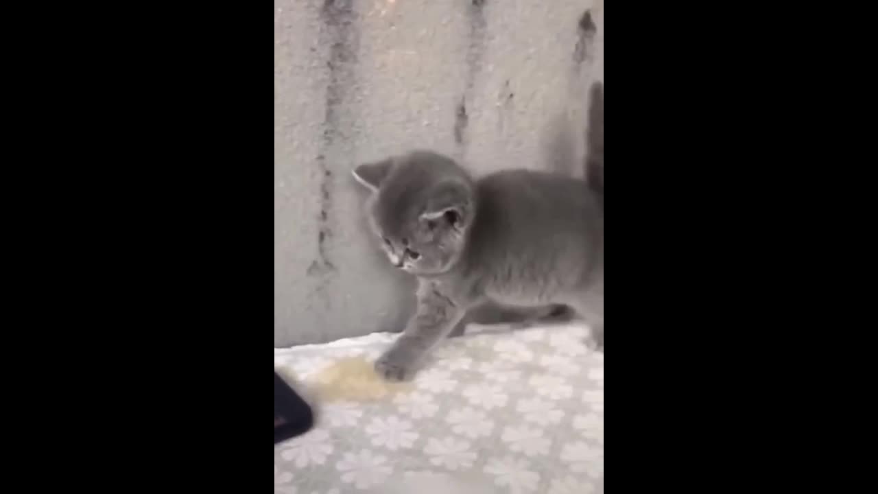 Funniest Cats 🐶🐱 - Funny Animal Videos