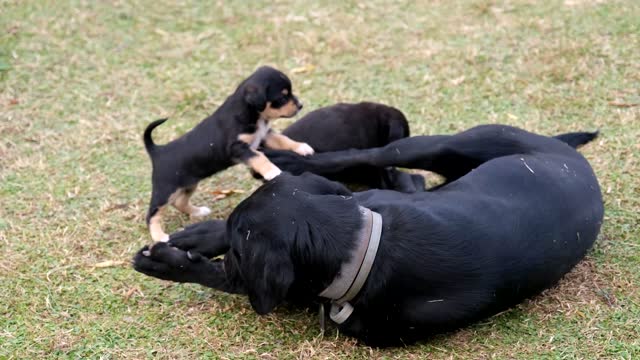 mother playing with her children