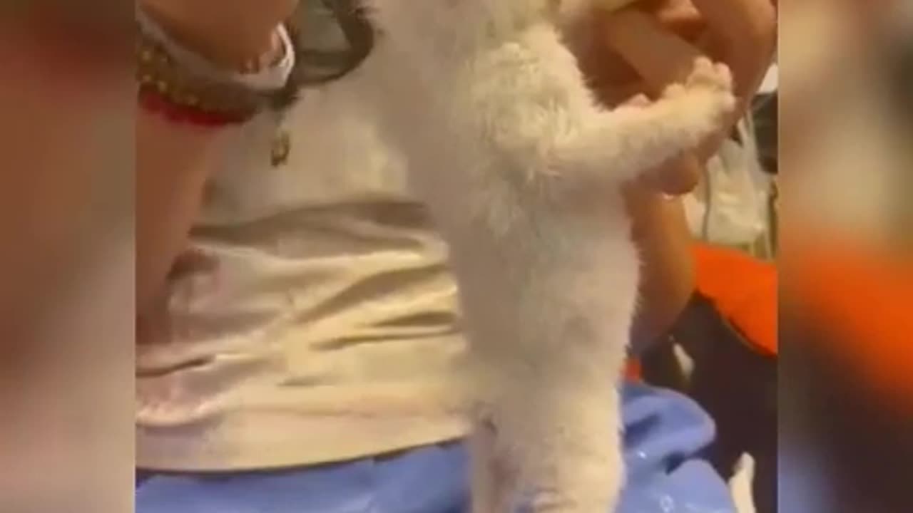 Cute compilation