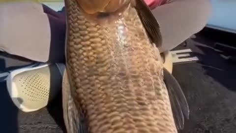 What kind of fish is this