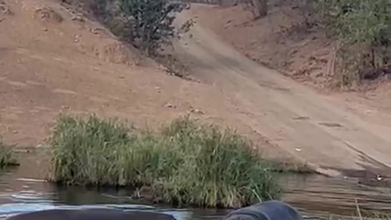 Hippo Water Theatrics