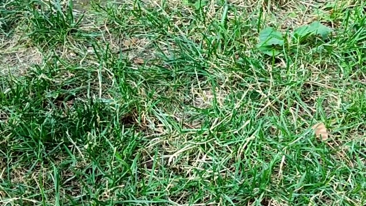 Hungry squirrel