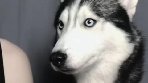 Husky wanted to eat the icecream from his owner