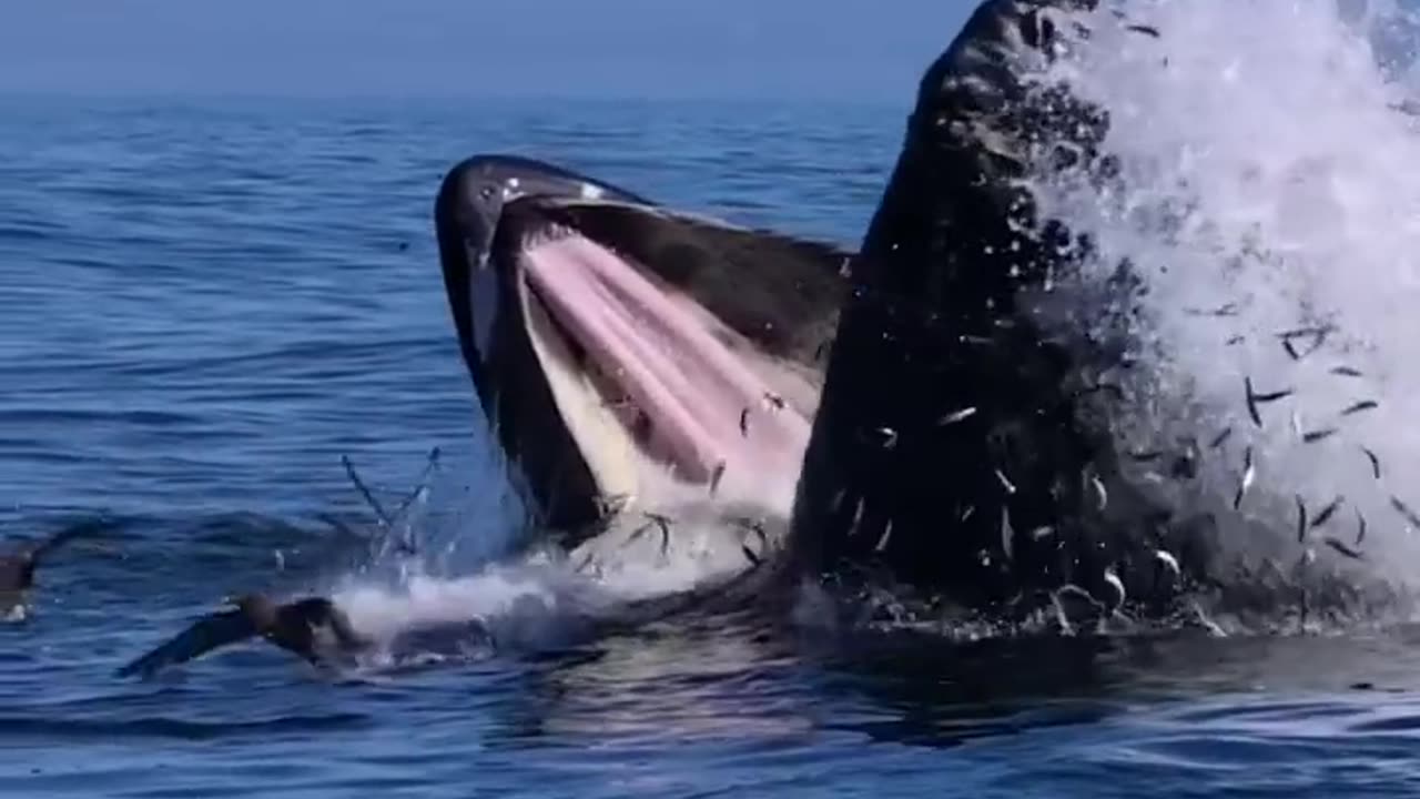 Humpback whale feeding