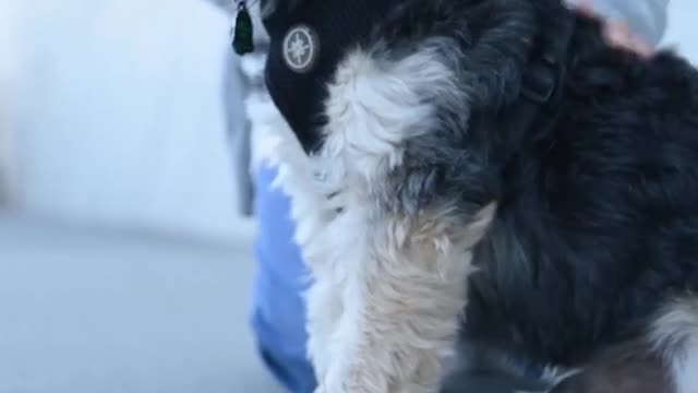 how to make a dog love you