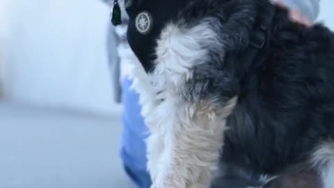 how to make a dog love you