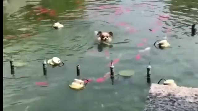 funny animal video