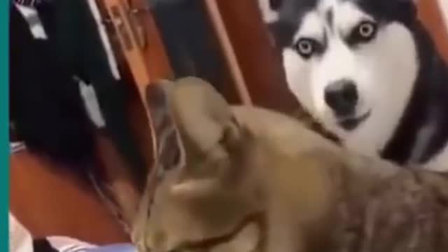 Cats and dogs funny videos