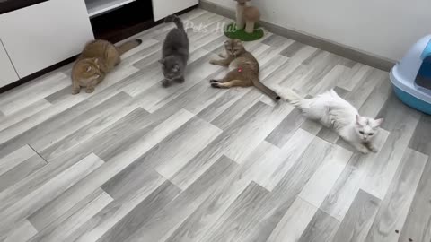 Самые смешные кошки и собаки 😺🐶 Смешные животные 2023 😂