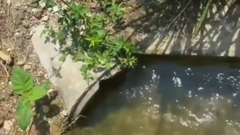 Crazy and Funny Videos!