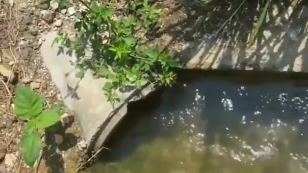 Crazy and Funny Videos!
