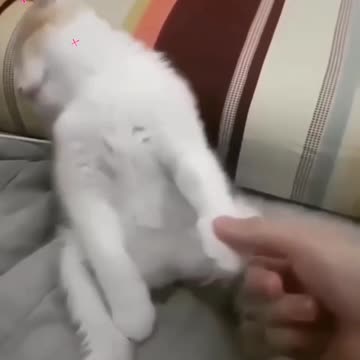 Kittycat video and fanny dog video