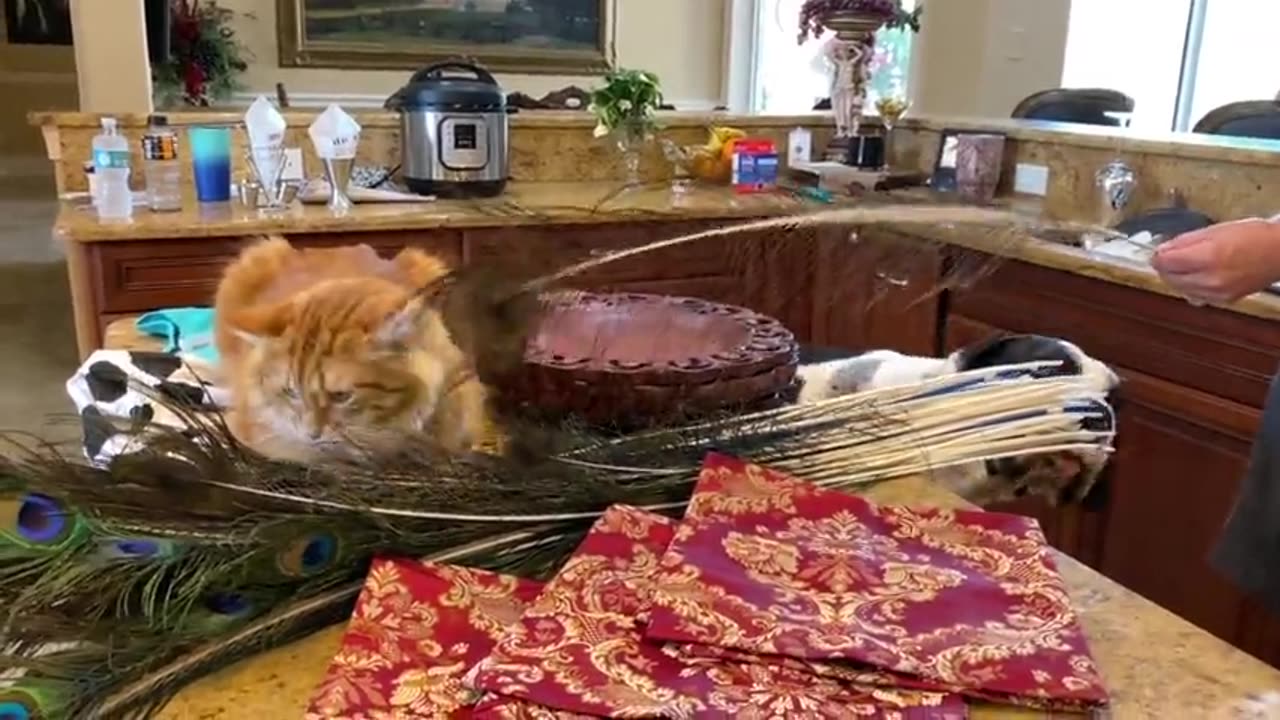 Cat confused as to why Great Dane chews on peacock feathers