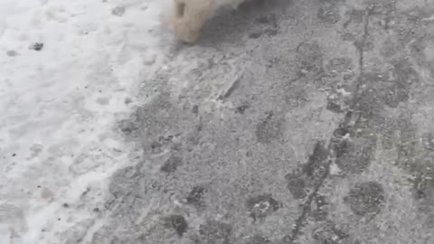 dog with ball ⚽️