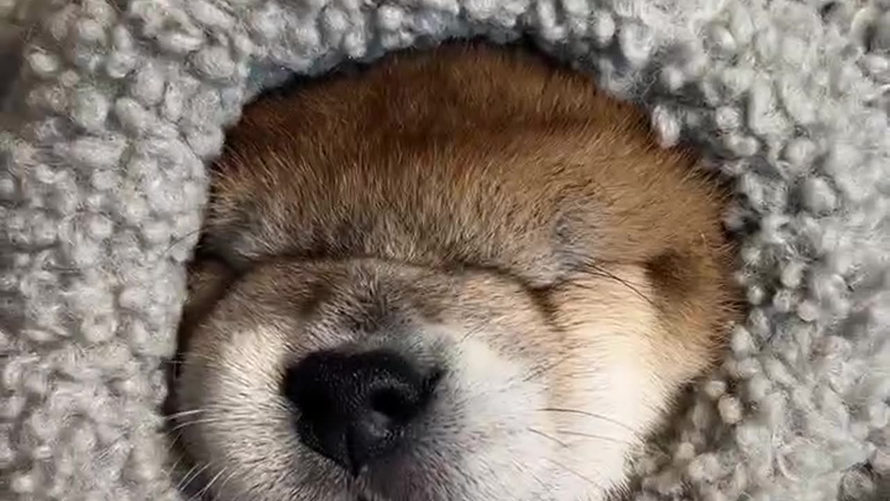 Don’t disturb my sleep jacket#Shiba InuBaby#豆Chai#小奶狗#Shiba Inu Douchi