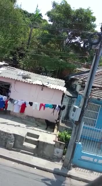 Perro encadenado en Cartagena