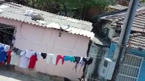 Perro encadenado en Cartagena