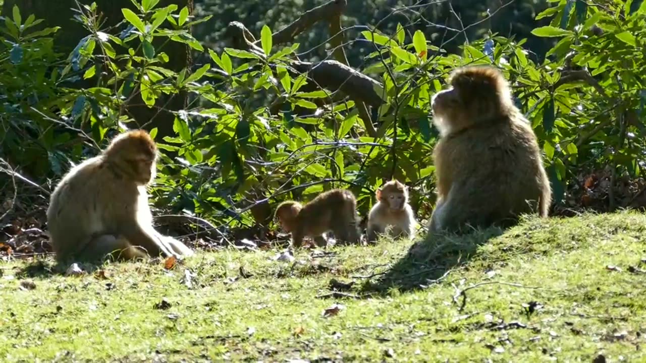 Happy moment of monkey family