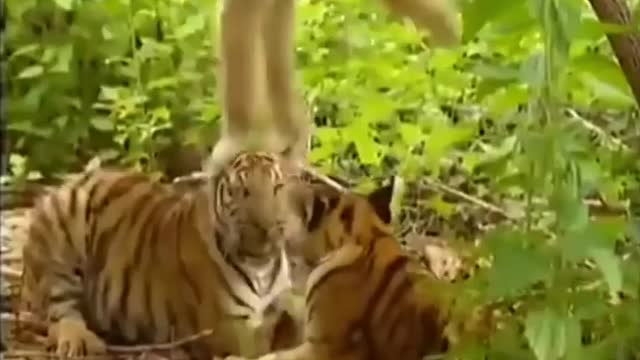 Monkey and tiger funnlest video#funnyvideo#very omg video#funny video