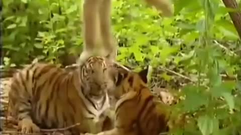 Monkey and tiger funnlest video#funnyvideo#very omg video#funny video