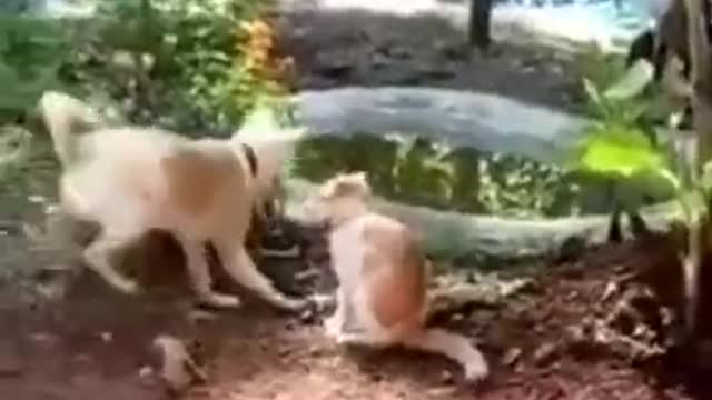 Awesome Funny Pet Animals Videos #shorts