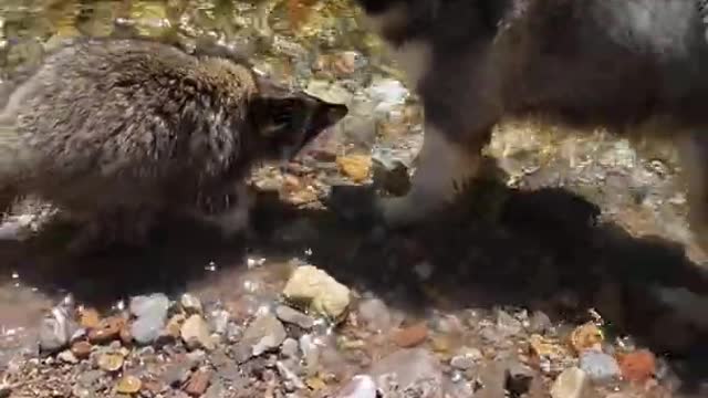 A Racoon That Can Be Called the Husky Whisperer