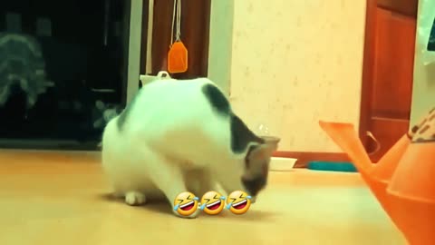 Cats funny videos part-7😍🤣🤣🤣🤣